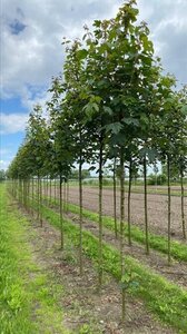 Acer pseudoplatanus 12-14 Hoogstam draadkluit 2 X verplant - afbeelding 6