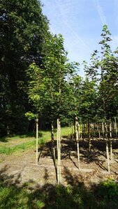 Acer pseudoplatanus 12-14 Hoogstam draadkluit 2 X verplant - afbeelding 4