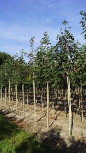 Acer pseudoplatanus 12-14 Hoogstam draadkluit 2 X verplant - afbeelding 5