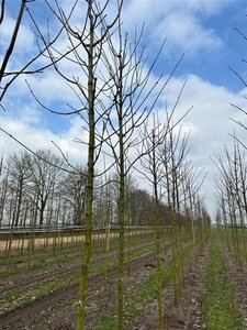 Acer pseudoplatanus 14-16 Hoogstam draadkluit 3 X verplant - afbeelding 2