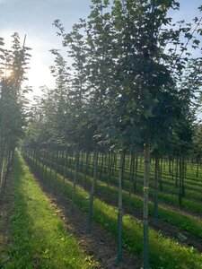 Acer pseudoplatanus 14-16 Hoogstam draadkluit 3 X verplant