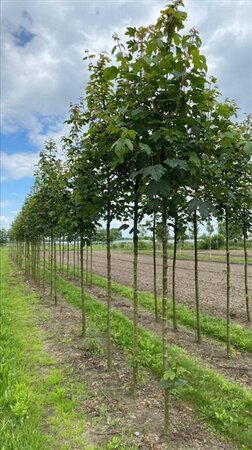Acer pseudoplatanus 14-16 Hoogstam draadkluit 3 X verplant - afbeelding 3