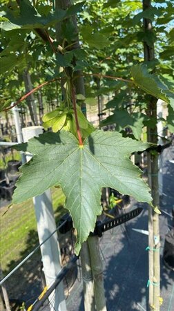 Acer pseudoplatanus 14-16 Hoogstam draadkluit 3 X verplant - afbeelding 4