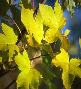 Acer pseudoplatanus 8-10 Hoogstam wortelgoed - afbeelding 6