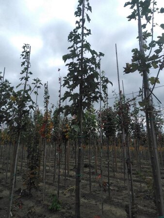 Acer pseudoplatanus 8-10 Hoogstam wortelgoed - afbeelding 4