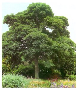 Acer pseudoplatanus 8-10 Hoogstam wortelgoed - afbeelding 7