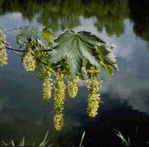 Acer pseudoplatanus 8-10 Hoogstam wortelgoed - afbeelding 8