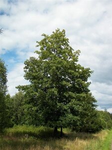 Acer pseudoplatanus 8-10 Hoogstam wortelgoed - afbeelding 9