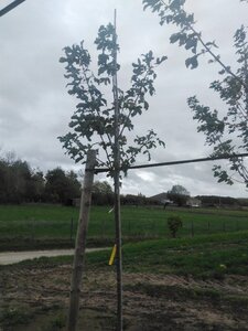 Acer pseudoplatanus 8-10 Hoogstam wortelgoed - afbeelding 5