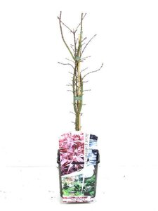 Acer pal. 'Shaina' 30-40 cm cont. 3,0L