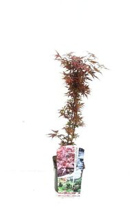 Acer pal. 'Shaina' 30-40 cm cont. 3,0L - afbeelding 2