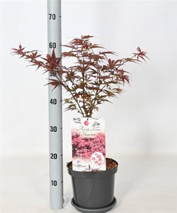 Acer pal. 'Shaina' 30-40 cm cont. 3,0L - afbeelding 3