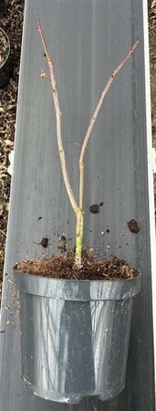 Acer pal. 'Shaina' 30-40 cm cont. 3,0L - afbeelding 4