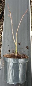 Acer pal. 'Shaina' 30-40 cm cont. 3,0L - afbeelding 4