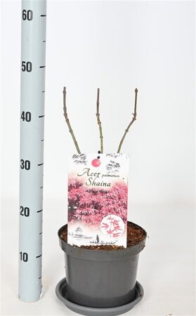Acer pal. 'Shaina' 30-40 cm cont. 3,0L - afbeelding 5