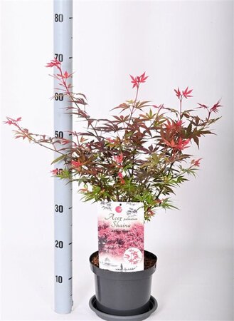 Acer pal. 'Shaina' 30-40 cm cont. 3,0L - afbeelding 6