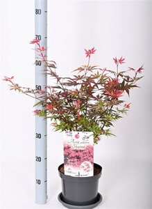 Acer pal. 'Shaina' 30-40 cm cont. 3,0L - afbeelding 6