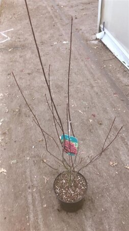 Acer pal. 'Shaina' 50-60 cm cont. 5,0L - afbeelding 1