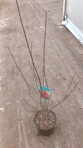 Acer pal. 'Shaina' 50-60 cm cont. 5,0L