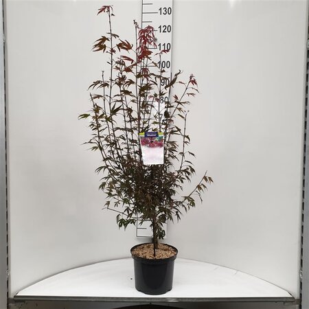 Acer pal. 'Shaina' 50-60 cm cont. 5,0L - afbeelding 3