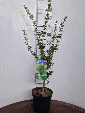 Acer pal. 'Shishigashira' 40-50 cm cont. 5,0L - afbeelding 1