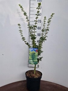 Acer pal. 'Shishigashira' 40-50 cm cont. 5,0L