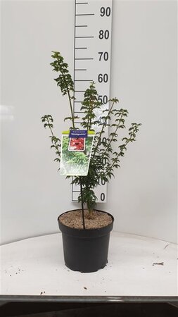 Acer pal. 'Shishigashira' 40-50 cm cont. 5,0L - afbeelding 3