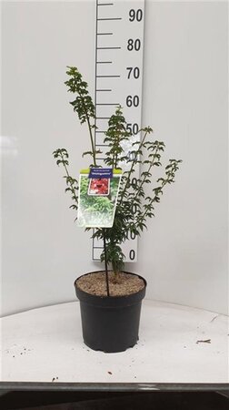 Acer pal. 'Shishigashira' 40-50 cm cont. 5,0L - afbeelding 4