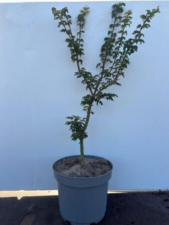 Acer pal. 'Shishigashira' 40-50 cm cont. 5,0L - afbeelding 2