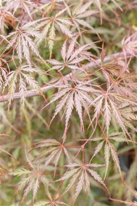 Acer pal. 'Tamukeyama' 16-18 Hoogstam cont. 130L