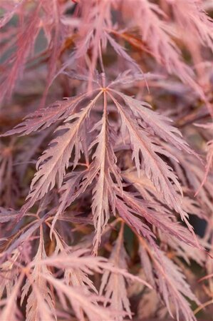 Acer pal. 'Tamukeyama' 16-18 Hoogstam cont. 130L - afbeelding 2