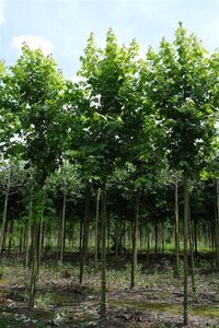 Acer rubrum 'Brandywine' 12-14 Hoogstam draadkluit 2 X verplant - afbeelding 3