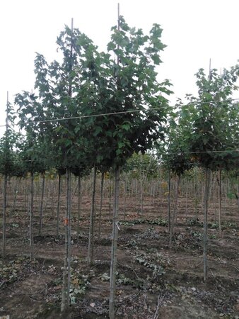 Acer rubrum 'October Glory' 12-14 Hoogstam wortelgoed 2 X verplant - afbeelding 5