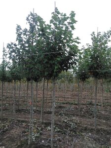 Acer rubrum 'October Glory' 12-14 Hoogstam wortelgoed 2 X verplant - afbeelding 5