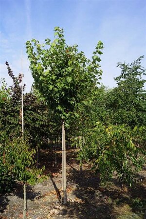 Acer rubrum 'October Glory' 18-20 Hoogstam draadkluit 3 X verplant - afbeelding 5