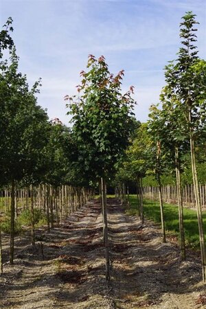 Acer rubrum 'Scanlon' 10-12 Hoogstam draadkluit - afbeelding 2