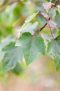 Acer rubrum 'Summer Red' 10-12 Hoogstam draadkluit