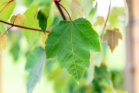 Acer rubrum 'Summer Red' 12-14 Hoogstam draadkluit 2 X verplant - afbeelding 5