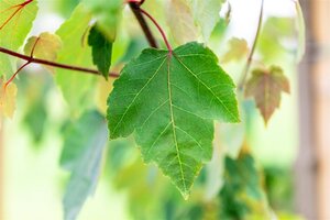 Acer rubrum 'Summer Red' 12-14 STA WRB 2 X V - image 5