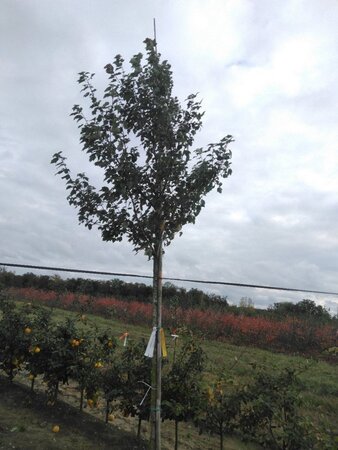 Acer rubrum 'Summer Red' 12-14 Hoogstam wortelgoed 2 X verplant - afbeelding 7