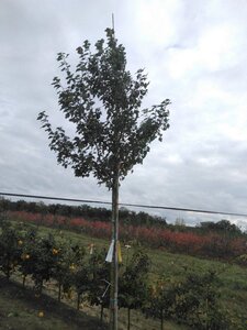 Acer rubrum 'Summer Red' 12-14 Hoogstam wortelgoed 2 X verplant - afbeelding 7
