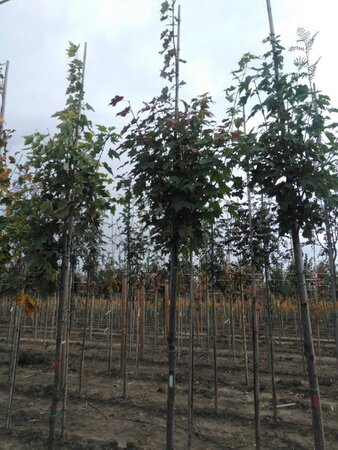 Acer rubrum 12-14 Hoogstam wortelgoed 2 X verplant - afbeelding 4
