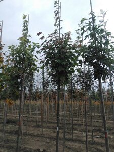 Acer rubrum 12-14 Hoogstam wortelgoed 2 X verplant - afbeelding 4