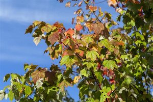 Acer rubrum 18-20 Hoogstam draadkluit 3 X verplant