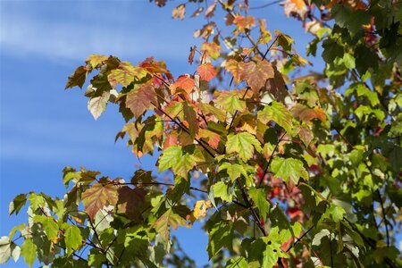 Acer rubrum 25-30 Hoogstam draadkluit 4 X verplant - afbeelding 3