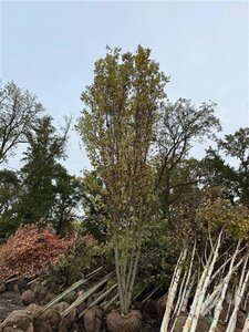 Acer rubrum 600-700 cm draadkluit meerstammig