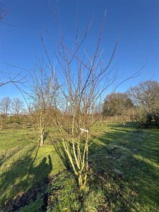 Acer rufinerve 350-400 cm container meerstammig