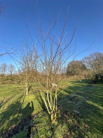 Acer rufinerve 350-400 cm container multi-stem