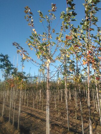 Acer saccharinum 14-16 Hoogstam wortelgoed 2 X verplant - afbeelding 4