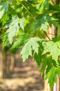 Acer saccharinum 16-18 Hoogstam wortelgoed 3 X verplant - afbeelding 4